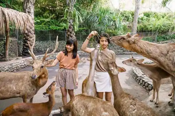 bali zoo and ubud tour